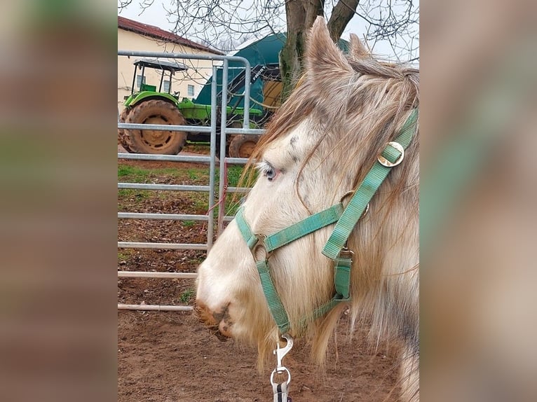 Cob Irlandese / Tinker / Gypsy Vanner Giumenta 4 Anni 140 cm Pezzato in Wlen