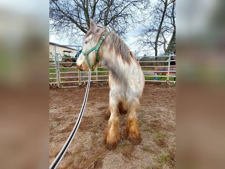 Cob Irlandese / Tinker / Gypsy Vanner Giumenta 4 Anni 140 cm Pezzato in Wlen