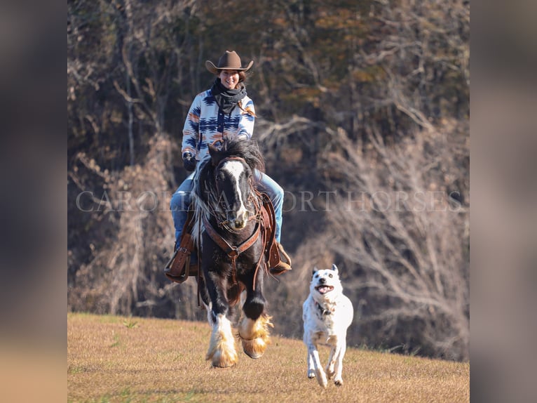 Cob Irlandese / Tinker / Gypsy Vanner Giumenta 4 Anni 140 cm Pezzato in Clover