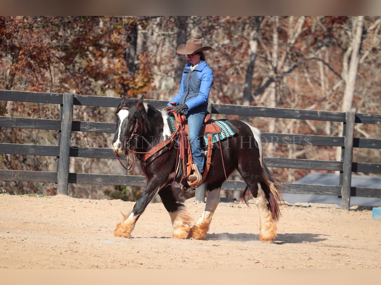 Cob Irlandese / Tinker / Gypsy Vanner Giumenta 4 Anni 140 cm Pezzato in Clover