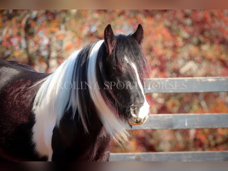 Cob Irlandese / Tinker / Gypsy Vanner Giumenta 4 Anni 140 cm Pezzato in Clover