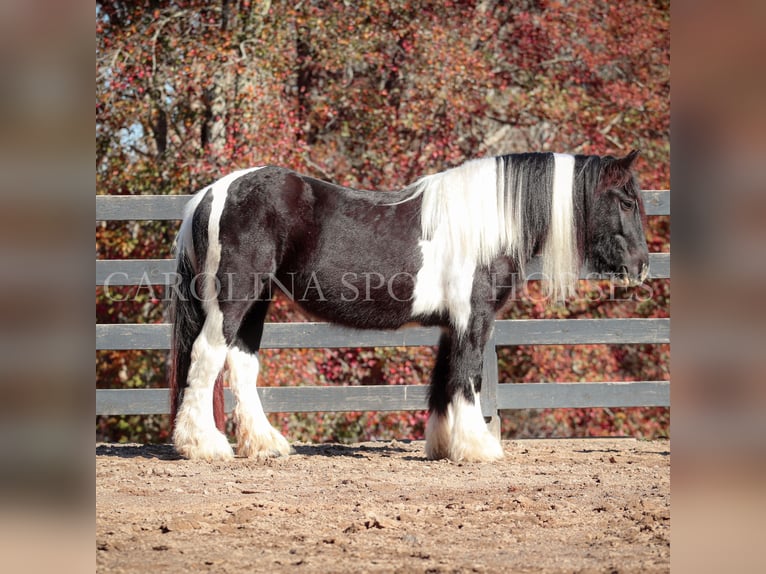 Cob Irlandese / Tinker / Gypsy Vanner Giumenta 4 Anni 140 cm Pezzato in Clover