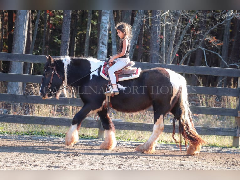 Cob Irlandese / Tinker / Gypsy Vanner Giumenta 4 Anni 140 cm Pezzato in Clover