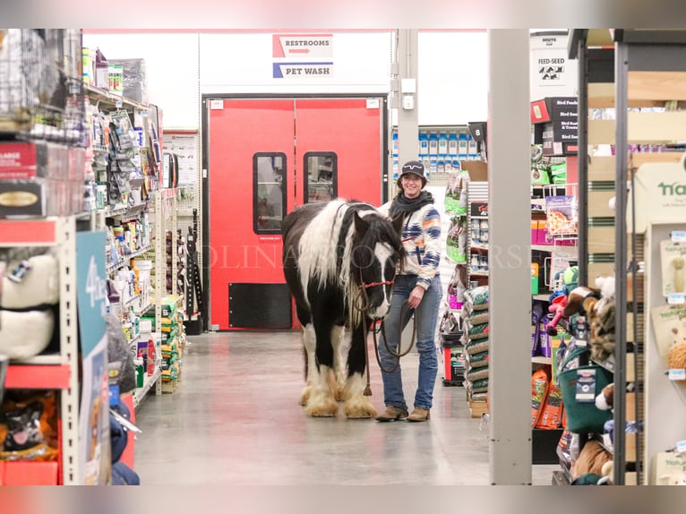 Cob Irlandese / Tinker / Gypsy Vanner Giumenta 4 Anni 140 cm Pezzato in Clover