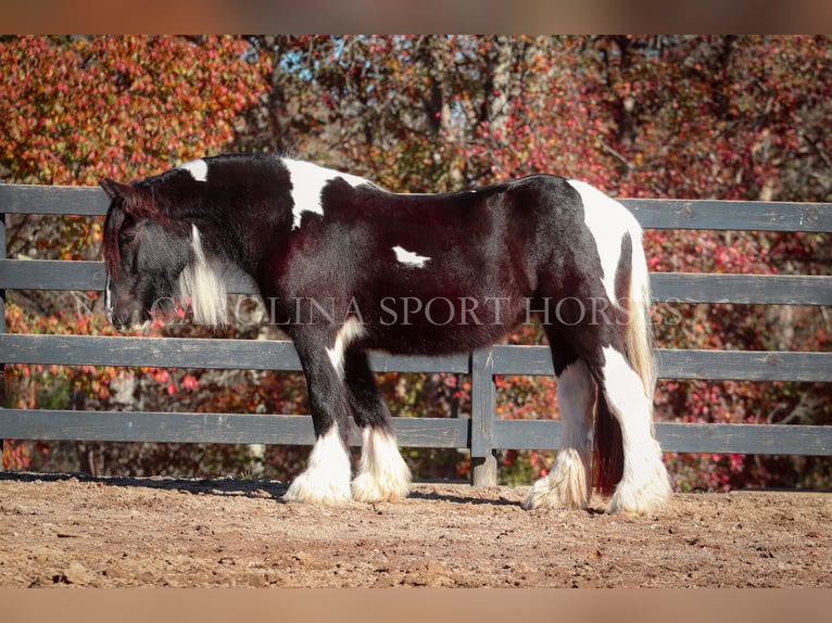 Cob Irlandese / Tinker / Gypsy Vanner Giumenta 4 Anni 140 cm Pezzato in Clover