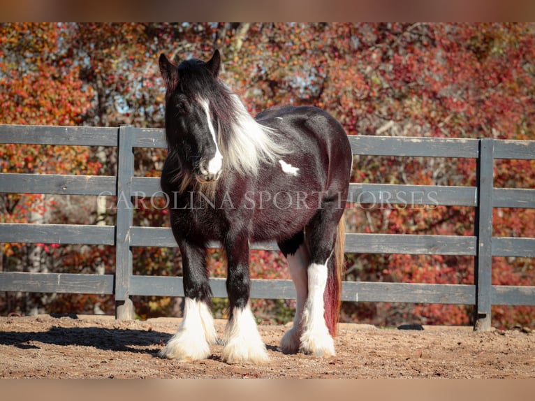 Cob Irlandese / Tinker / Gypsy Vanner Giumenta 4 Anni 140 cm Pezzato in Clover