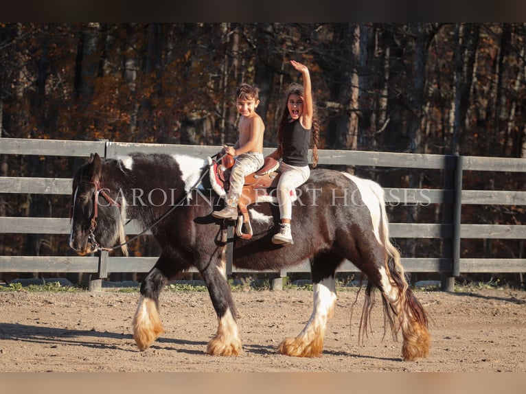 Cob Irlandese / Tinker / Gypsy Vanner Giumenta 4 Anni 140 cm Pezzato in Clover