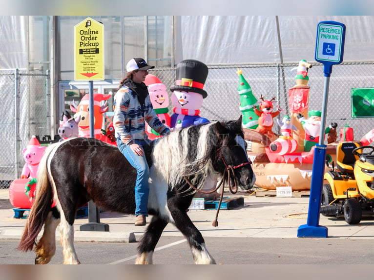 Cob Irlandese / Tinker / Gypsy Vanner Giumenta 4 Anni 140 cm Pezzato in Clover