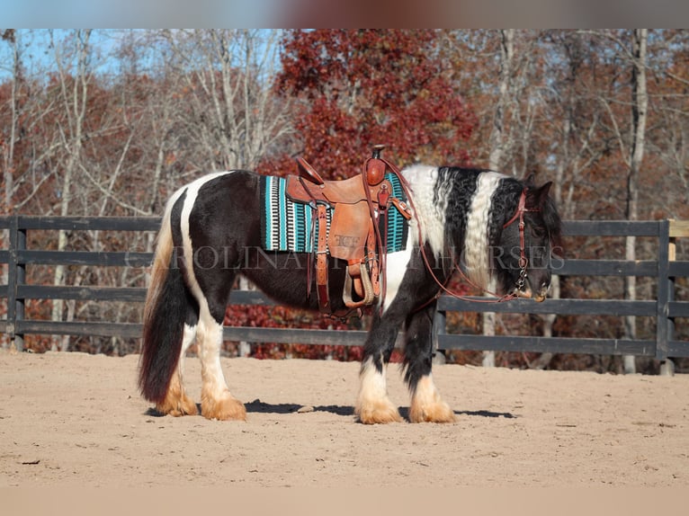 Cob Irlandese / Tinker / Gypsy Vanner Giumenta 4 Anni 140 cm Pezzato in Clover