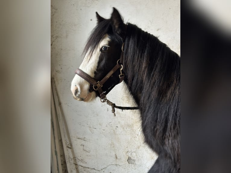 Cob Irlandese / Tinker / Gypsy Vanner Giumenta 4 Anni 141 cm Bianco in IssumIssum