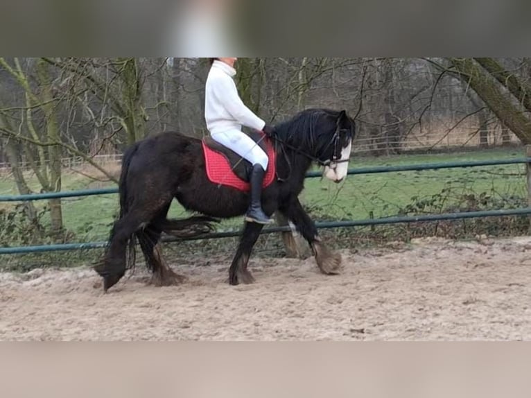 Cob Irlandese / Tinker / Gypsy Vanner Giumenta 4 Anni 141 cm Bianco in IssumIssum