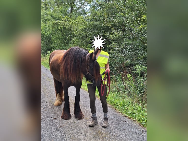 Cob Irlandese / Tinker / Gypsy Vanner Giumenta 4 Anni 144 cm Baio in Mühlacker