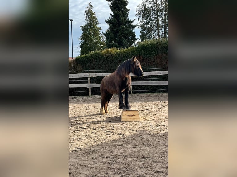 Cob Irlandese / Tinker / Gypsy Vanner Giumenta 4 Anni 144 cm Baio in Mühlacker