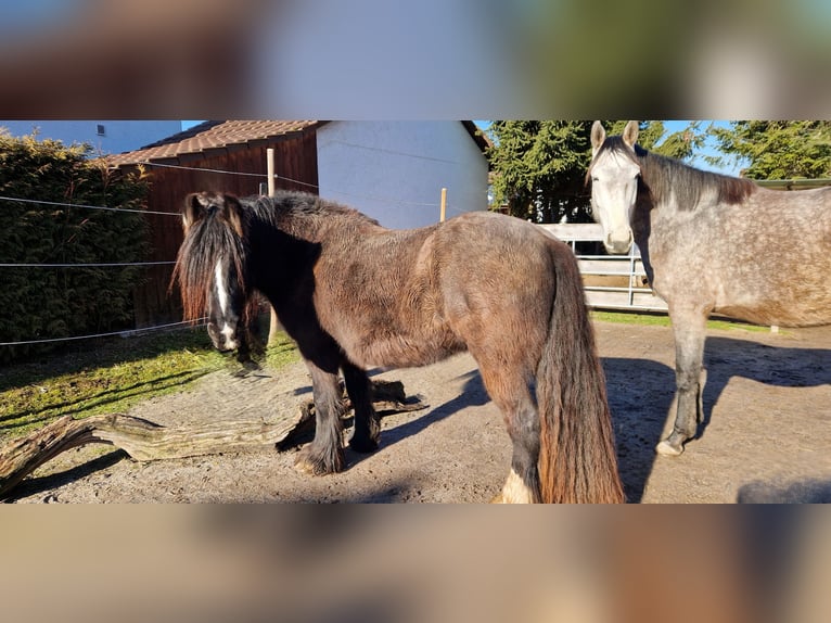 Cob Irlandese / Tinker / Gypsy Vanner Giumenta 4 Anni 144 cm Baio in Mühlacker