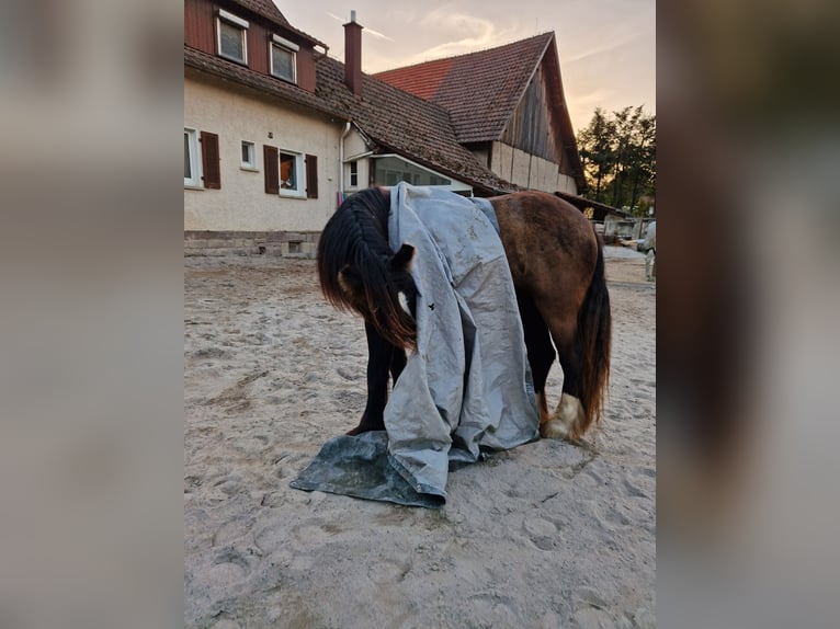 Cob Irlandese / Tinker / Gypsy Vanner Giumenta 4 Anni 144 cm Baio in Mühlacker