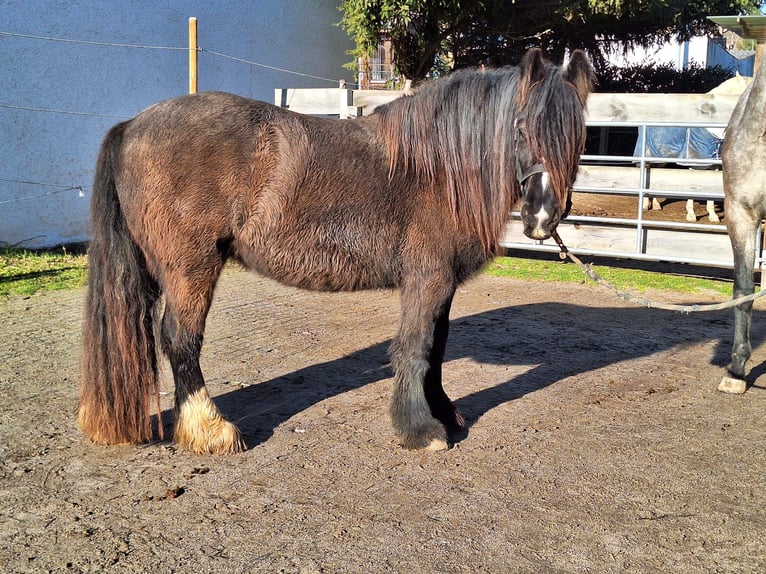 Cob Irlandese / Tinker / Gypsy Vanner Giumenta 4 Anni 144 cm Baio in Mühlacker