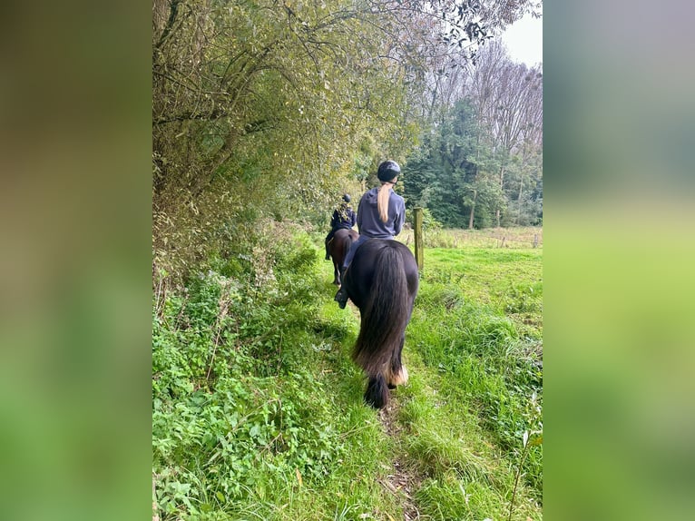 Cob Irlandese / Tinker / Gypsy Vanner Giumenta 4 Anni 144 cm Morello in Bogaarden