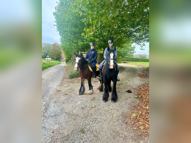 Cob Irlandese / Tinker / Gypsy Vanner Giumenta 4 Anni 144 cm Morello in Bogaarden