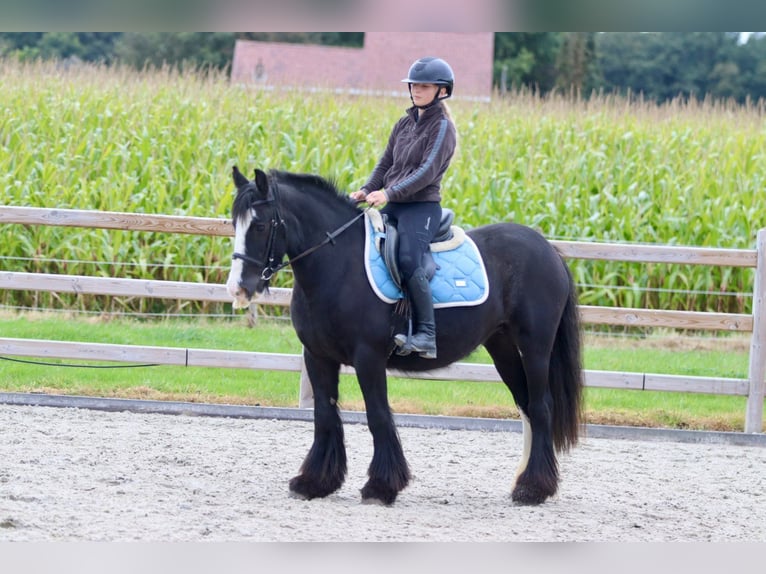 Cob Irlandese / Tinker / Gypsy Vanner Giumenta 4 Anni 144 cm Morello in Bogaarden