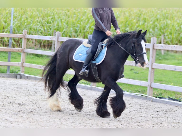 Cob Irlandese / Tinker / Gypsy Vanner Giumenta 4 Anni 144 cm Morello in Bogaarden