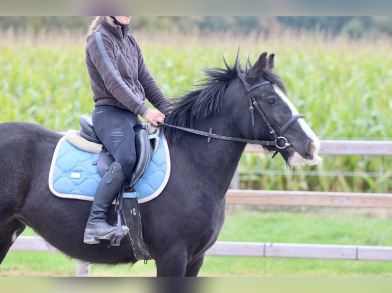 Cob Irlandese / Tinker / Gypsy Vanner Giumenta 4 Anni 144 cm Morello in Bogaarden