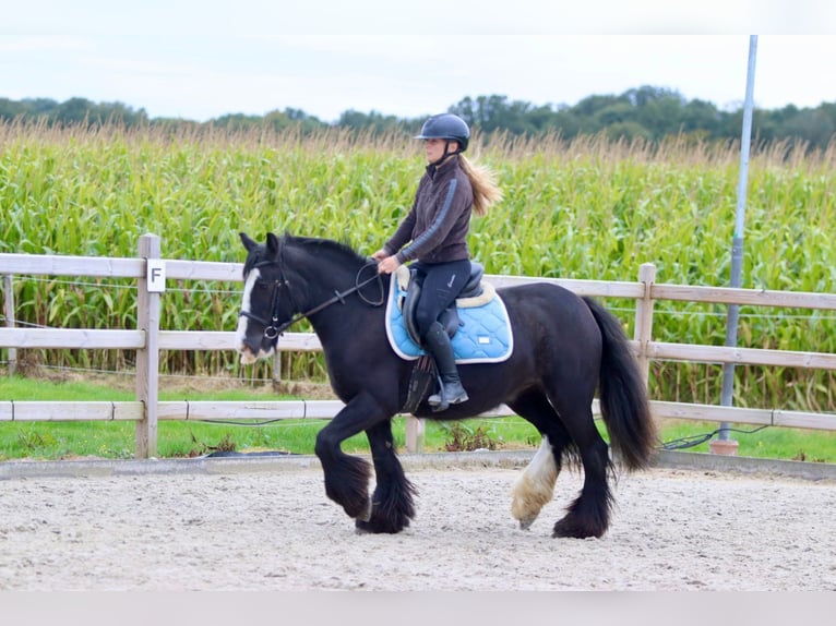 Cob Irlandese / Tinker / Gypsy Vanner Giumenta 4 Anni 144 cm Morello in Bogaarden