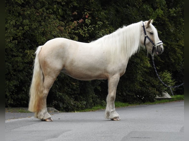 Cob Irlandese / Tinker / Gypsy Vanner Giumenta 4 Anni 144 cm Palomino in Verl