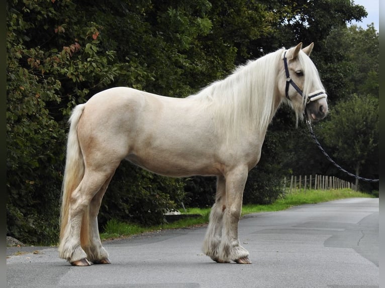 Cob Irlandese / Tinker / Gypsy Vanner Giumenta 4 Anni 144 cm Palomino in Verl