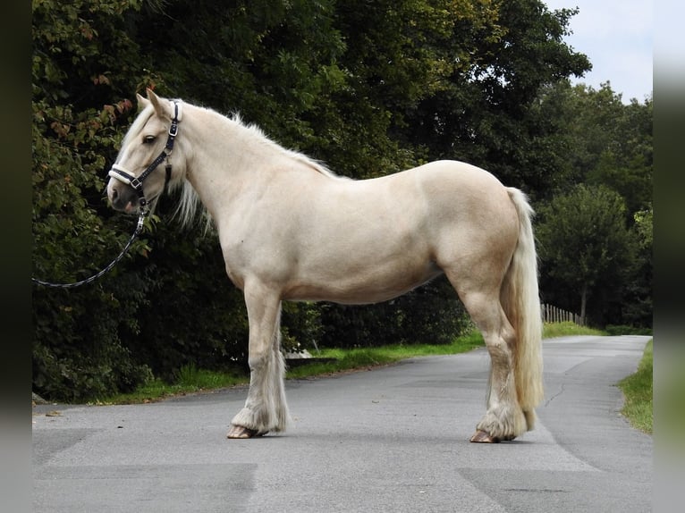 Cob Irlandese / Tinker / Gypsy Vanner Giumenta 4 Anni 144 cm Palomino in Verl