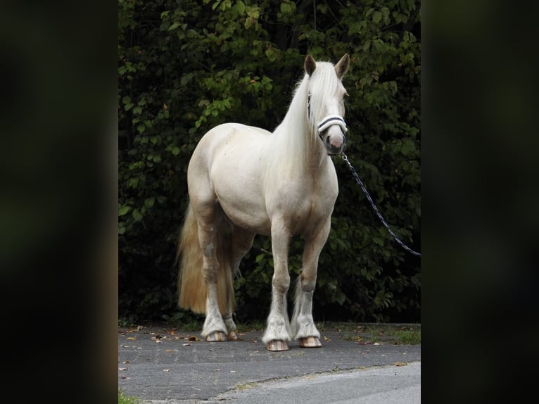 Cob Irlandese / Tinker / Gypsy Vanner Giumenta 4 Anni 144 cm Palomino in Verl