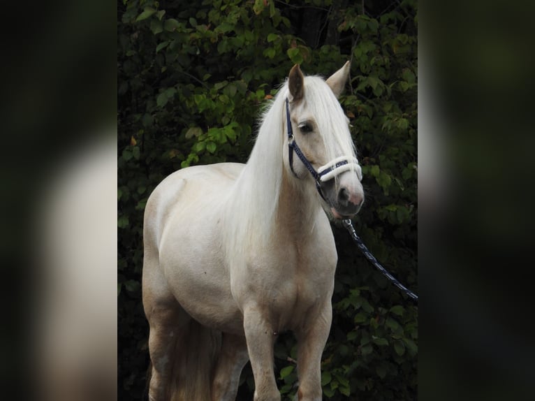 Cob Irlandese / Tinker / Gypsy Vanner Giumenta 4 Anni 144 cm Palomino in Verl