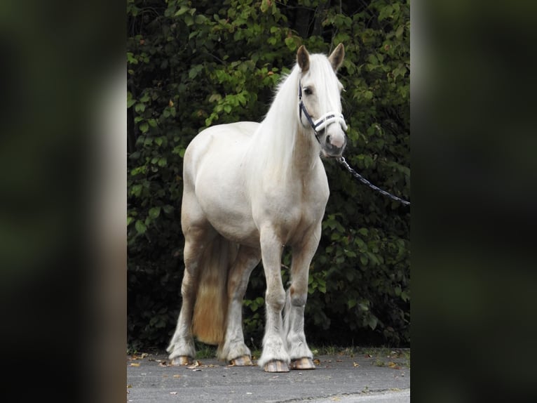 Cob Irlandese / Tinker / Gypsy Vanner Giumenta 4 Anni 144 cm Palomino in Verl