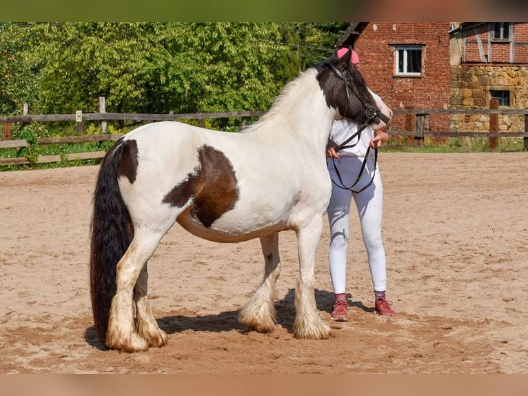 Cob Irlandese / Tinker / Gypsy Vanner Giumenta 4 Anni 144 cm Pezzato in Wlen