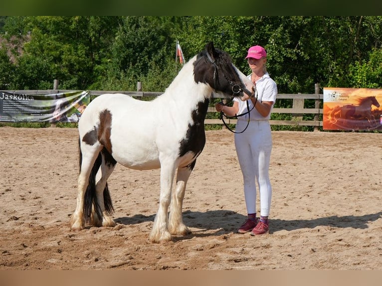 Cob Irlandese / Tinker / Gypsy Vanner Giumenta 4 Anni 144 cm Pezzato in Wlen