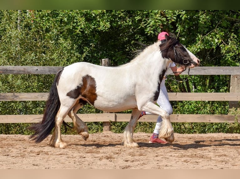 Cob Irlandese / Tinker / Gypsy Vanner Giumenta 4 Anni 144 cm Pezzato in Wlen