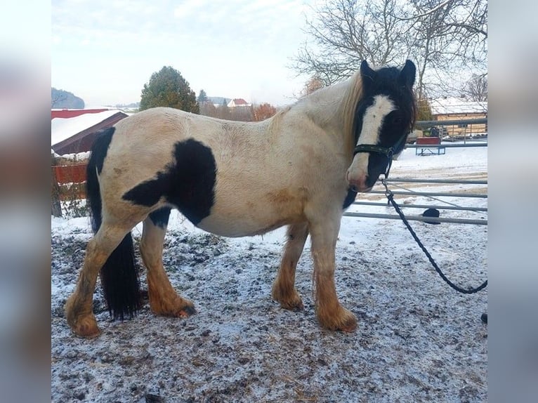 Cob Irlandese / Tinker / Gypsy Vanner Giumenta 4 Anni 144 cm Pezzato in Wlen