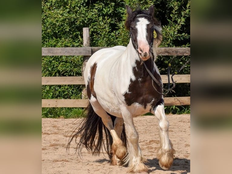 Cob Irlandese / Tinker / Gypsy Vanner Giumenta 4 Anni 144 cm Pezzato in Wlen