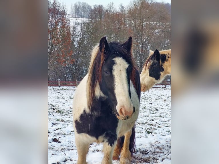 Cob Irlandese / Tinker / Gypsy Vanner Giumenta 4 Anni 144 cm Pezzato in Wlen