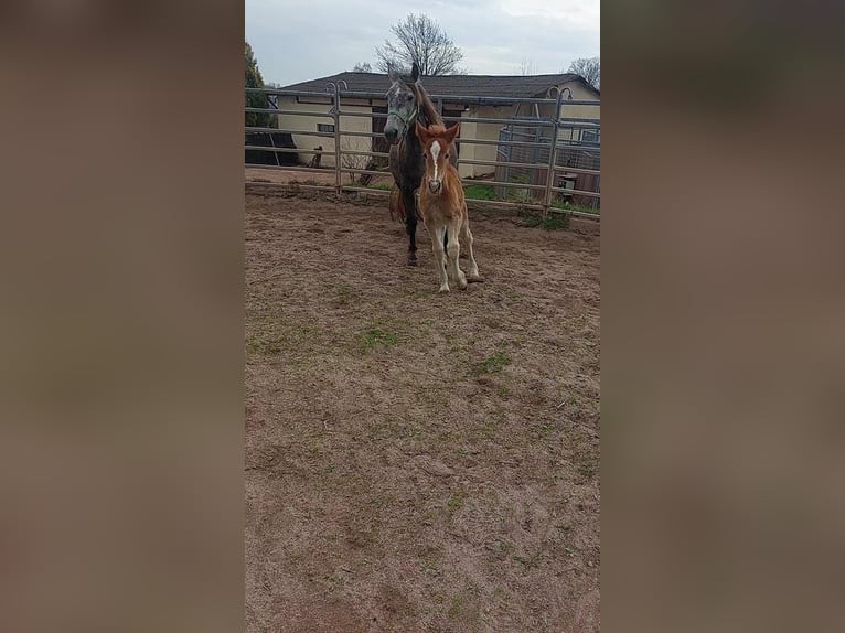 Cob Irlandese / Tinker / Gypsy Vanner Mix Giumenta 4 Anni 145 cm Grigio in Wlen