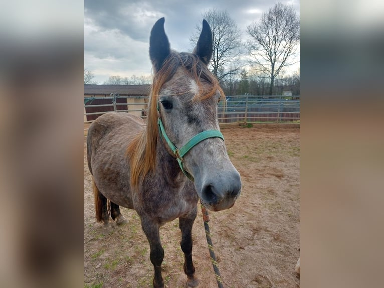 Cob Irlandese / Tinker / Gypsy Vanner Mix Giumenta 4 Anni 145 cm Grigio in Wlen