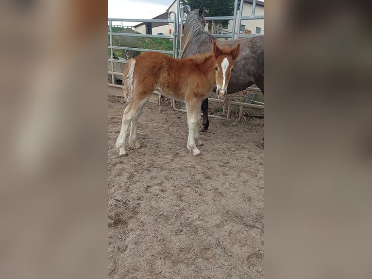 Cob Irlandese / Tinker / Gypsy Vanner Mix Giumenta 4 Anni 145 cm Grigio in Wlen