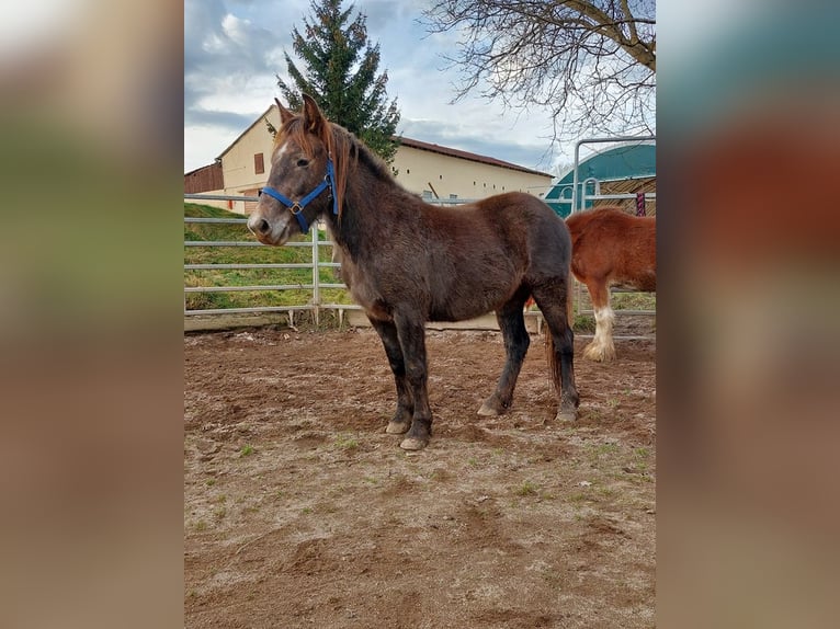 Cob Irlandese / Tinker / Gypsy Vanner Mix Giumenta 4 Anni 145 cm Grigio in Wlen