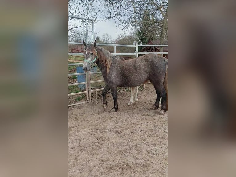 Cob Irlandese / Tinker / Gypsy Vanner Mix Giumenta 4 Anni 145 cm Grigio in Wlen