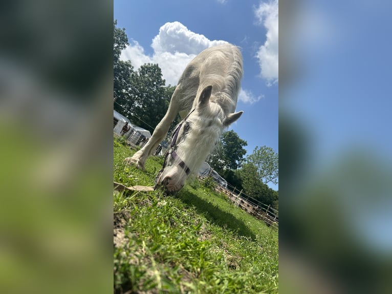 Cob Irlandese / Tinker / Gypsy Vanner Giumenta 4 Anni 145 cm Palomino in Helbra