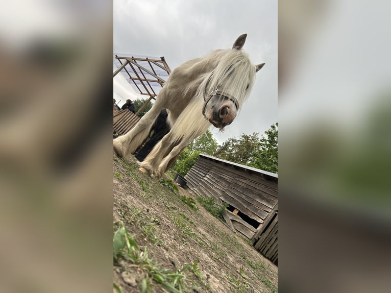 Cob Irlandese / Tinker / Gypsy Vanner Giumenta 4 Anni 145 cm Palomino in Helbra