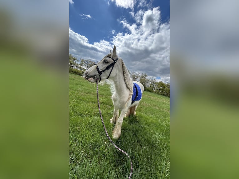 Cob Irlandese / Tinker / Gypsy Vanner Giumenta 4 Anni 145 cm Palomino in Helbra