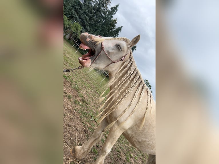 Cob Irlandese / Tinker / Gypsy Vanner Giumenta 4 Anni 145 cm Palomino in Helbra