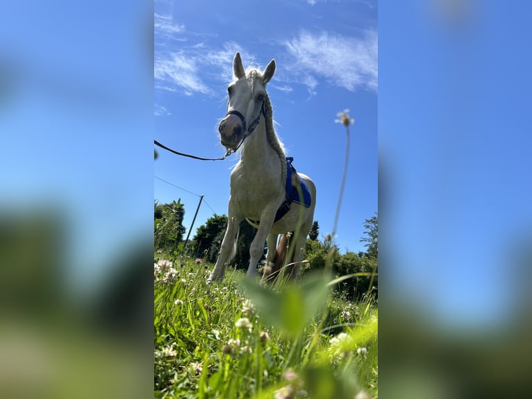 Cob Irlandese / Tinker / Gypsy Vanner Giumenta 4 Anni 145 cm Palomino in Helbra