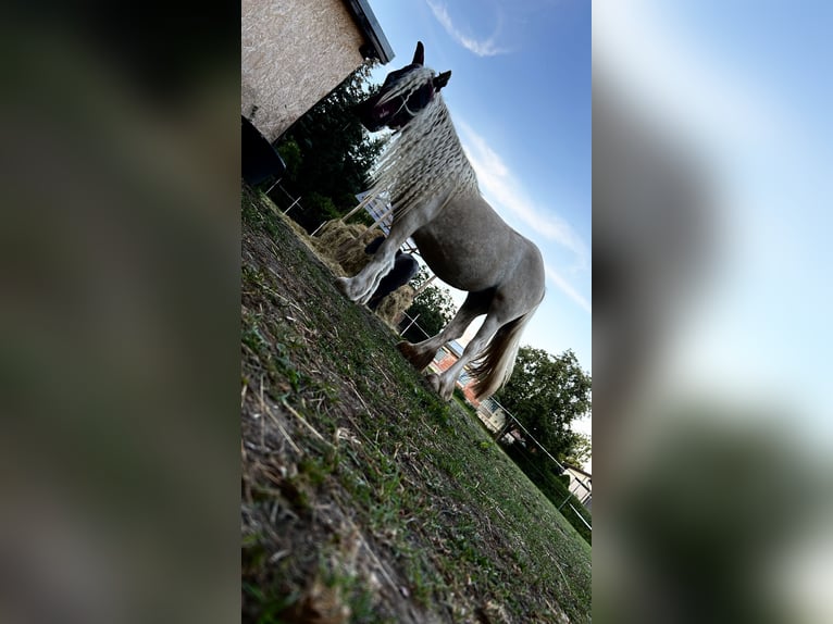 Cob Irlandese / Tinker / Gypsy Vanner Giumenta 4 Anni 145 cm Palomino in Helbra