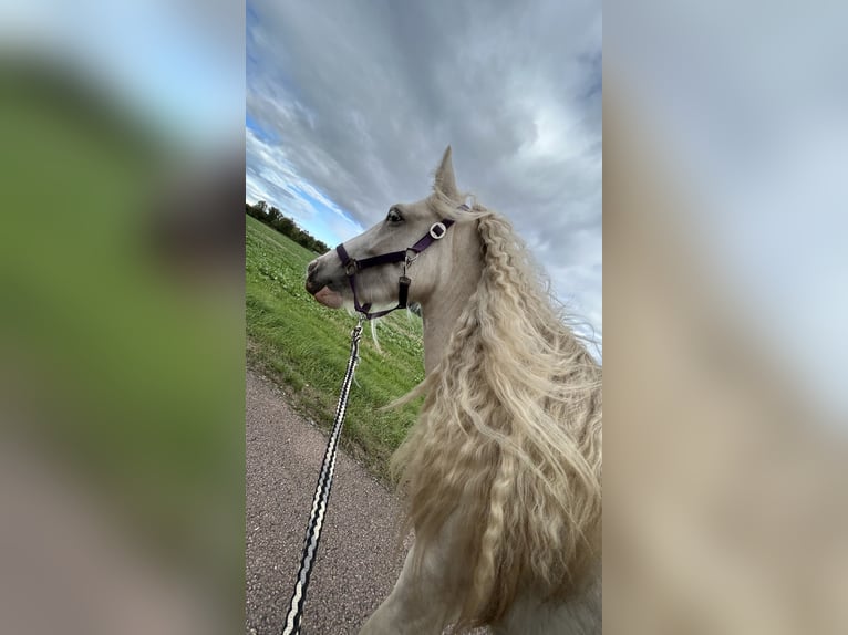 Cob Irlandese / Tinker / Gypsy Vanner Giumenta 4 Anni 145 cm Palomino in Helbra